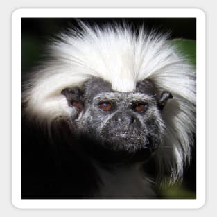 Cotton-top Tamarin Sticker